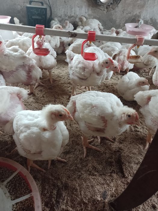 Продам бройлерів (підросток,жива вага,тушка) Комбікорм.