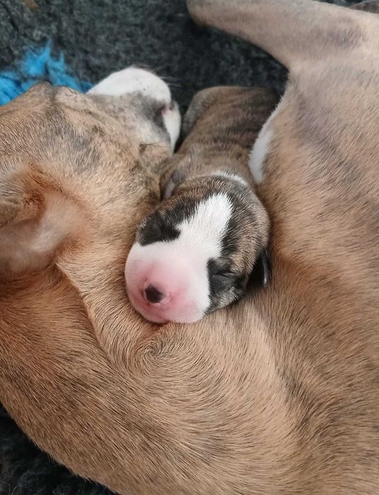 Whippet Chart Angielski piesek ZKwP / FCI zapowi