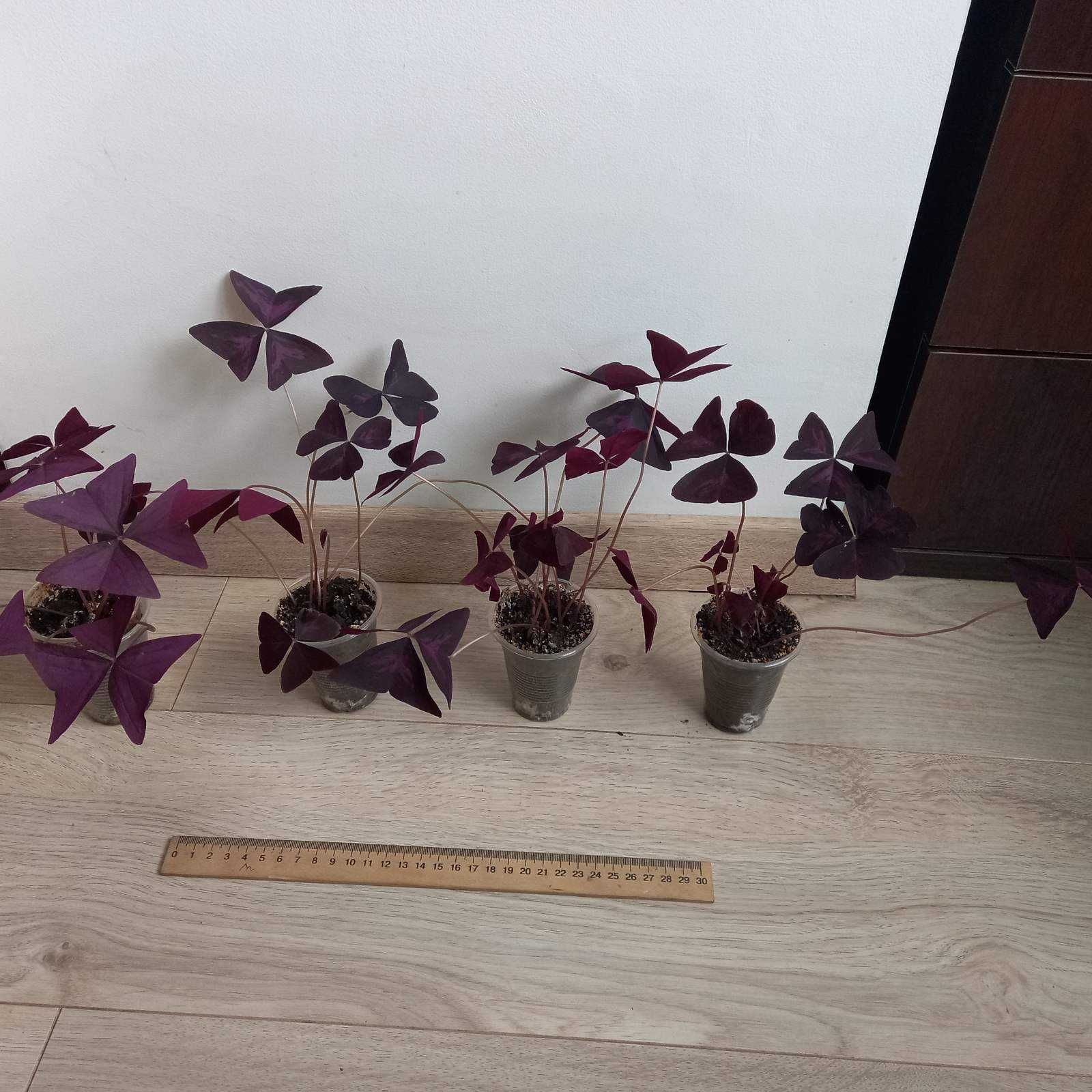 Кислица (Oxalis Sanny) Triangulariа