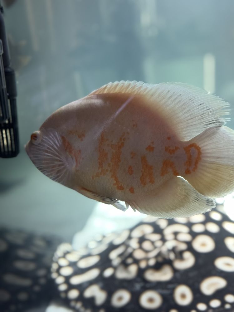Pawiooka albino 25-27cm