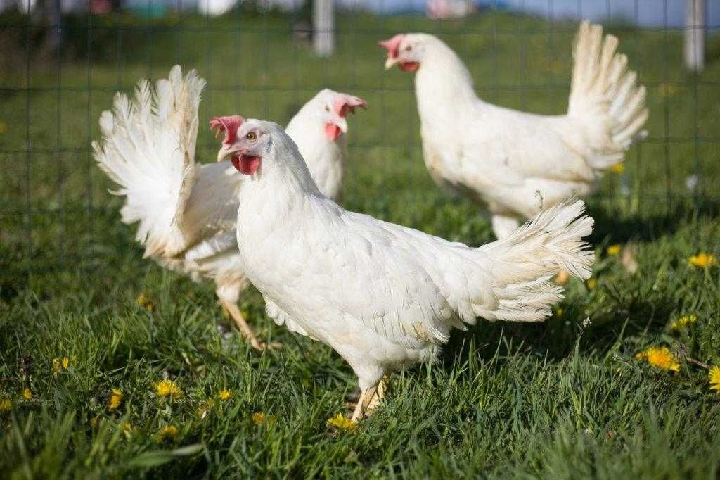 Kury nioski Tetra tintet odchowana z jajkiem