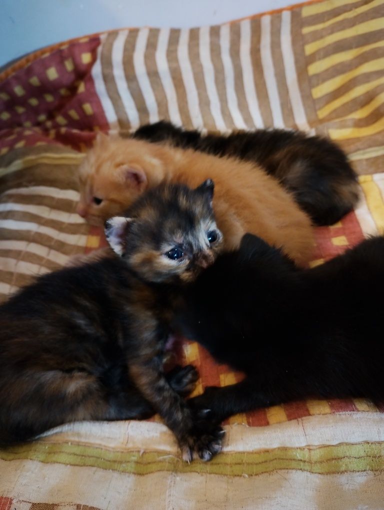 Gatinhos com um mes para doar