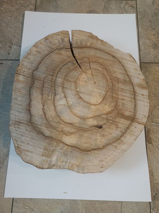 Plaster drewna orzecha