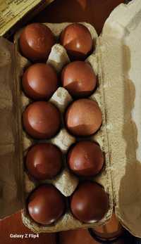 Jaja lęgowe Marans,Arakuana bezogoniasta