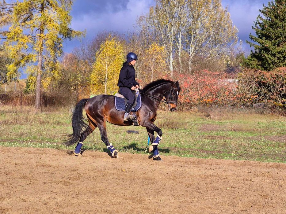 10 letnia wysoka klacz