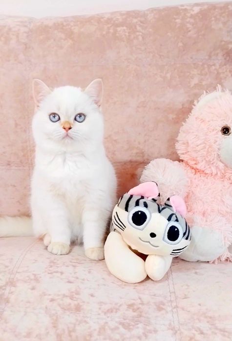 Чарівна голубоока дівчинка шотландочка