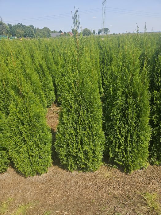 Tuja thuja szmaragd 170-180cm