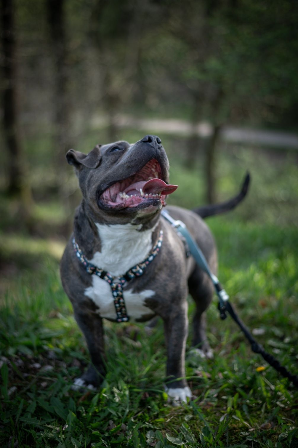 Śliniak American Bully