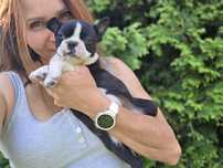 Suczka boston terrier ZKwP w lipcu