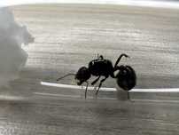 Q Messor barbarus z potomstwem