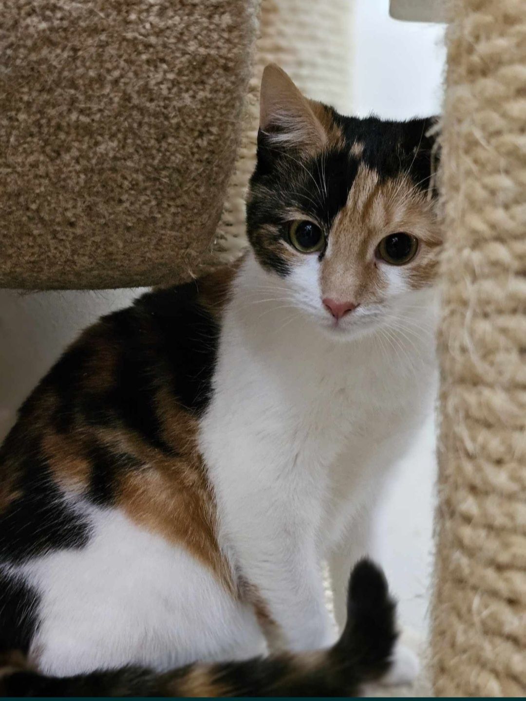 Piękna trikolorka Emti do adopcji
