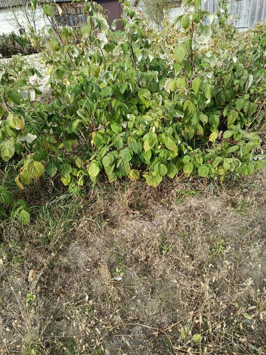 Sadzonki maliny Polesie iPolany