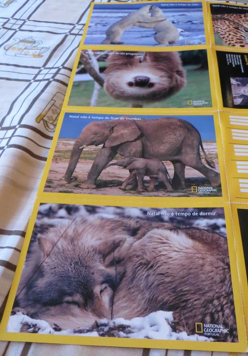 Fichas Animais e todas as sua Características 12 Unidades + Oferta DVD