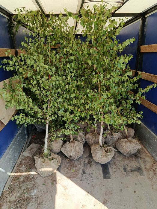 Klon jawor,lipa,brzoza brodawkowata,jesion wyniosły,buk grab zwyczajny