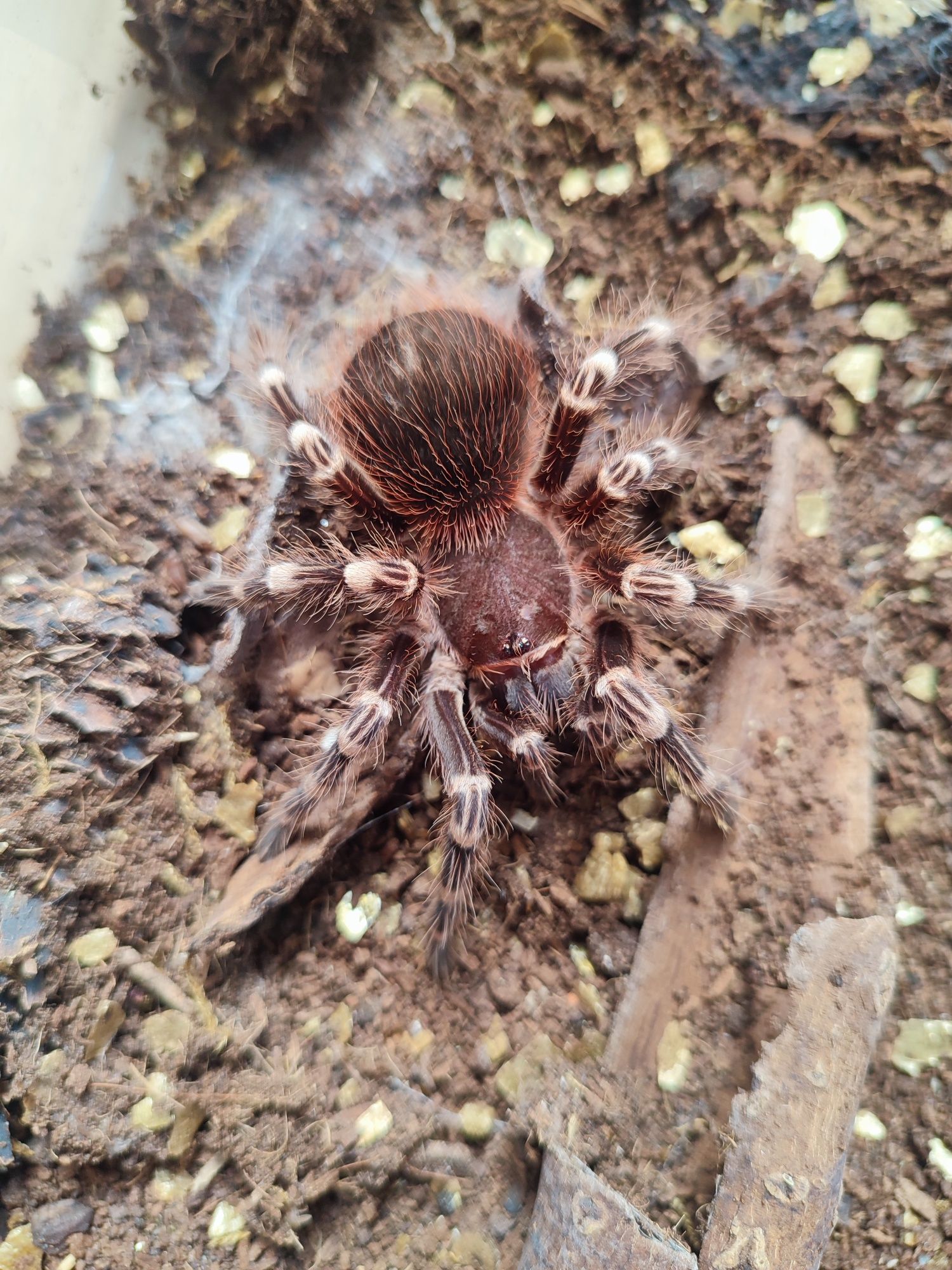 Pająk Ptasznik białokolanowy, samica Acanthoscurria geniculata 4 dc