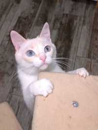 Очень нежный голубоглазый Тайский котенок Жорик, пол годика