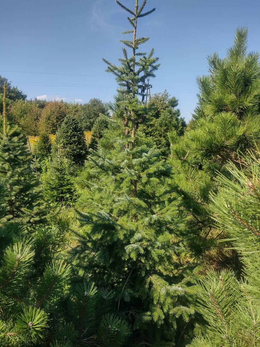 Piękne szkółkowane Świerki Sosny Jodły Daglezje Sosny z EKO plantacji