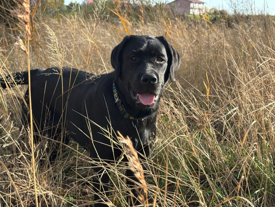 Labrador retriever rodowodowa ZKwP (FCI) wystawowa suczka