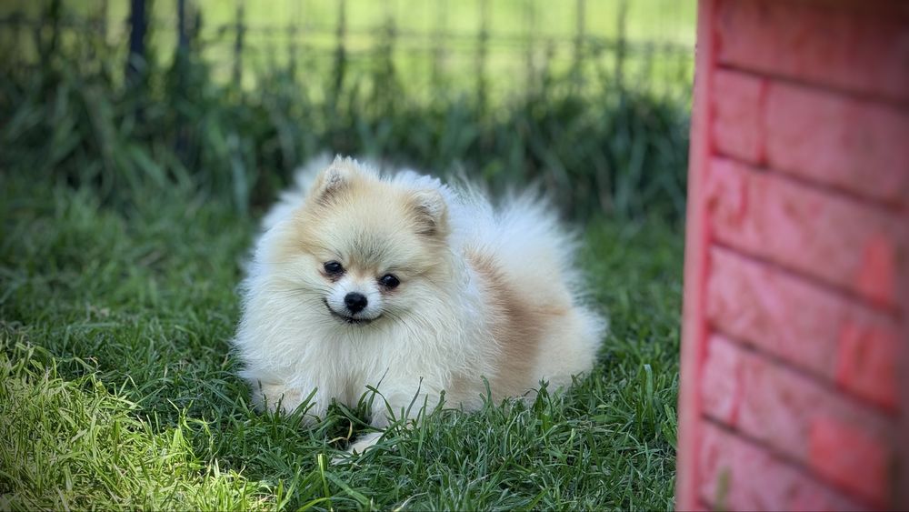 Szpic miniaturowy pomeranian FCI