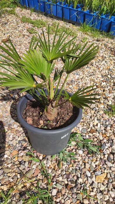 Trachycarpus Wagnerianus