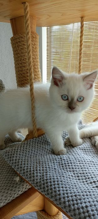 Kocurek brytyjski krótkowłosy