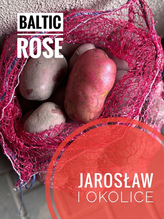 Ziemniaki odmiana Baltic Rose 1 zł/kg - możliwa dostawa