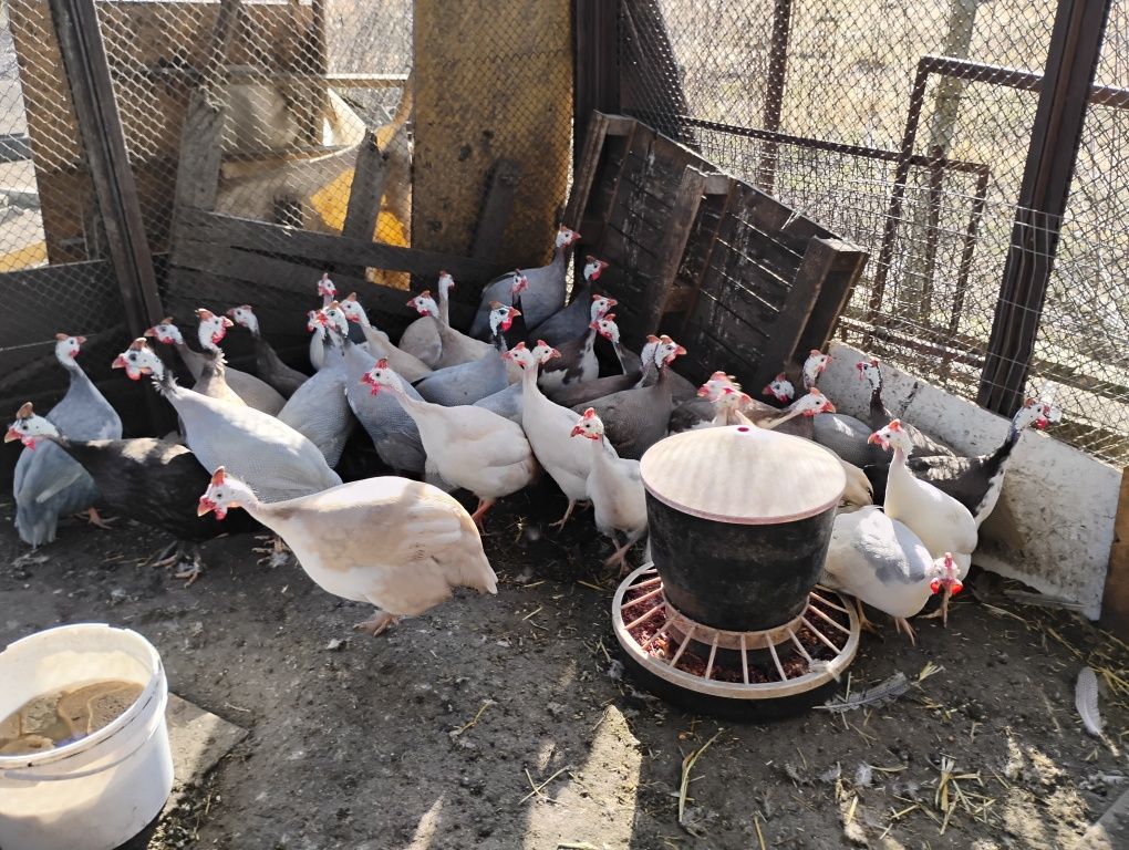JAJA PERLICZE, mix nietypowych, pięknych kolorów