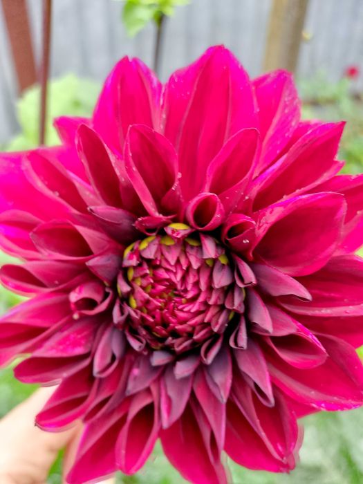 Жоржини продаж поділок