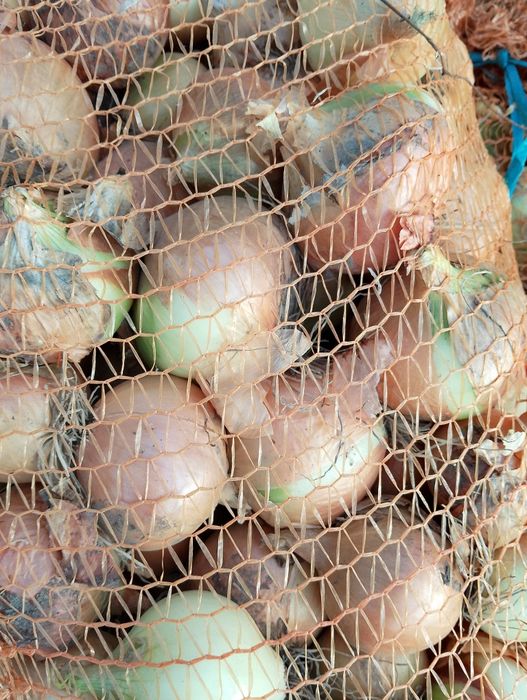 Cebula cebula zimowa