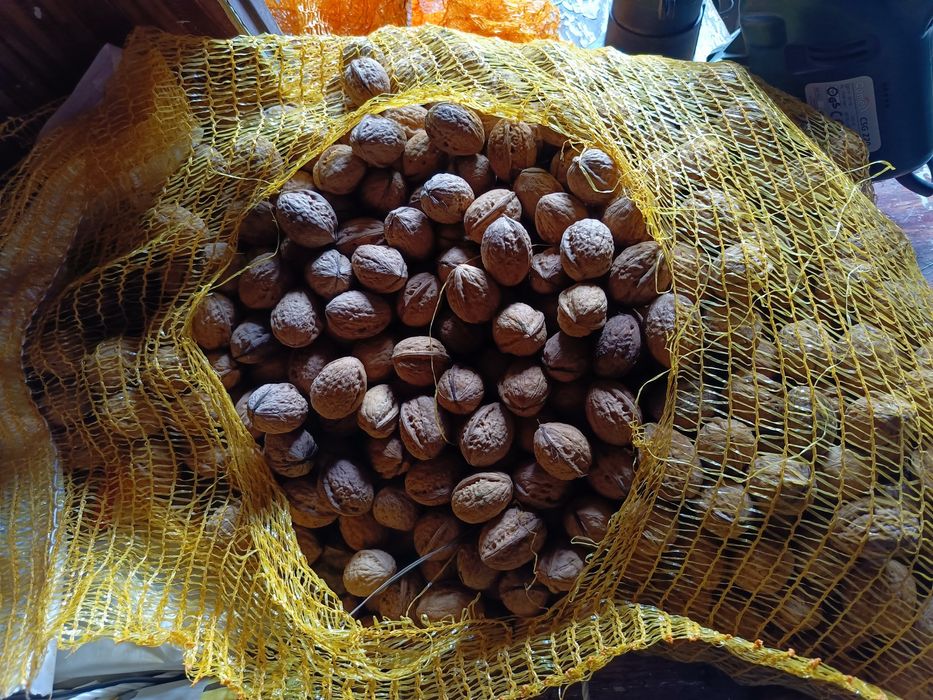 Orzechy Włoskie 1kg tegoroczne