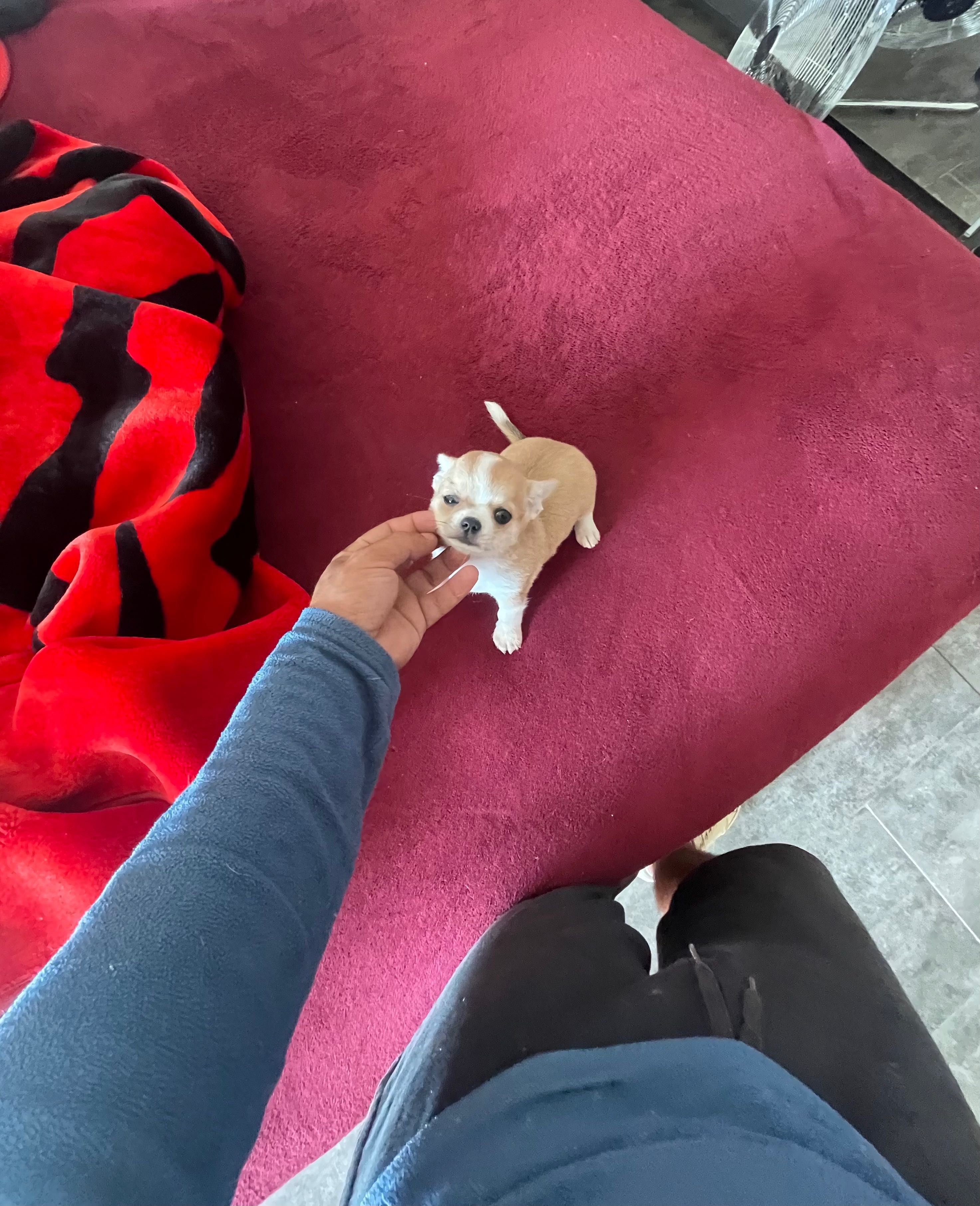 Chihuahua fêmea pelo curto