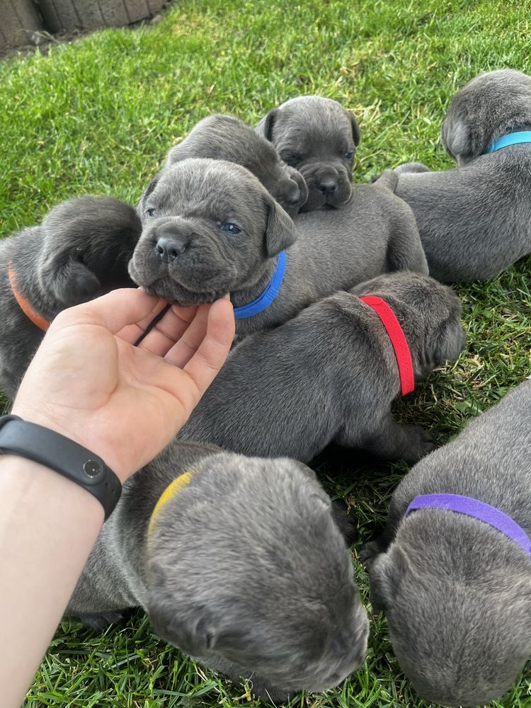 Cane Corso szczeniak