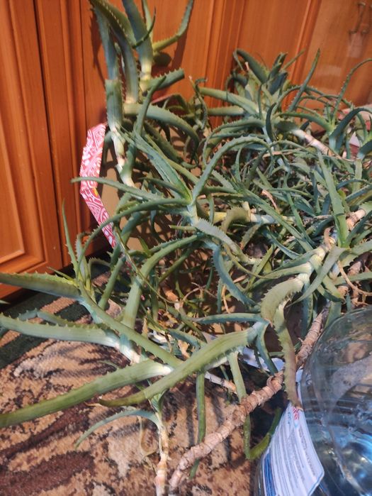 Продам цветок алое 9 років