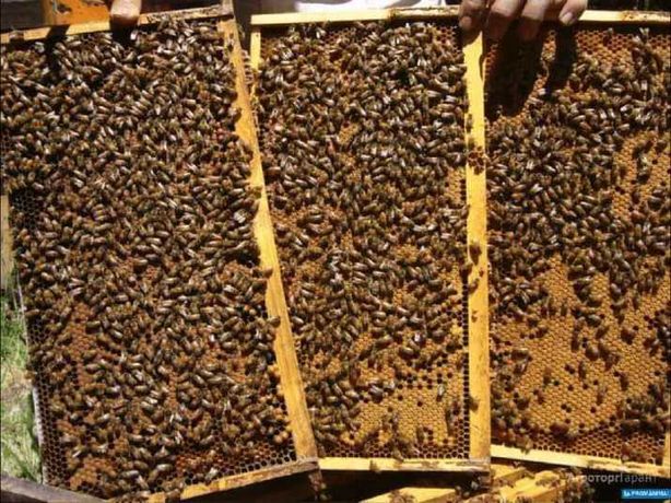 Бджолопакети, Бджолосімї Система Дадан