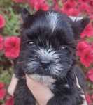 Sunia rasy Yorkshire Terrier