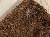 Продам малышню паука птицееда Brachypelma albopilosum