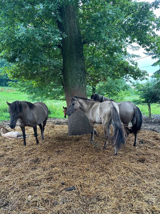 Klacze zaźrebione Arabem