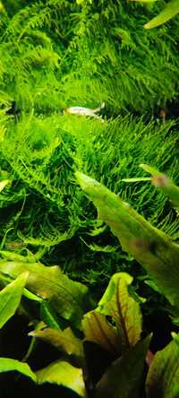 Mech do akwarium. Christmas moss. 70 gram.