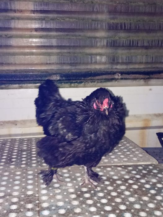 Galinha Brahma Bantam