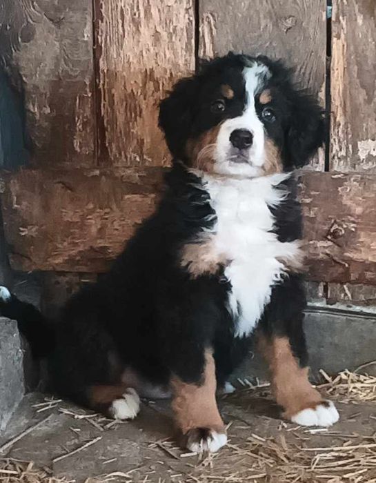 Bernenski Pies Pasterski