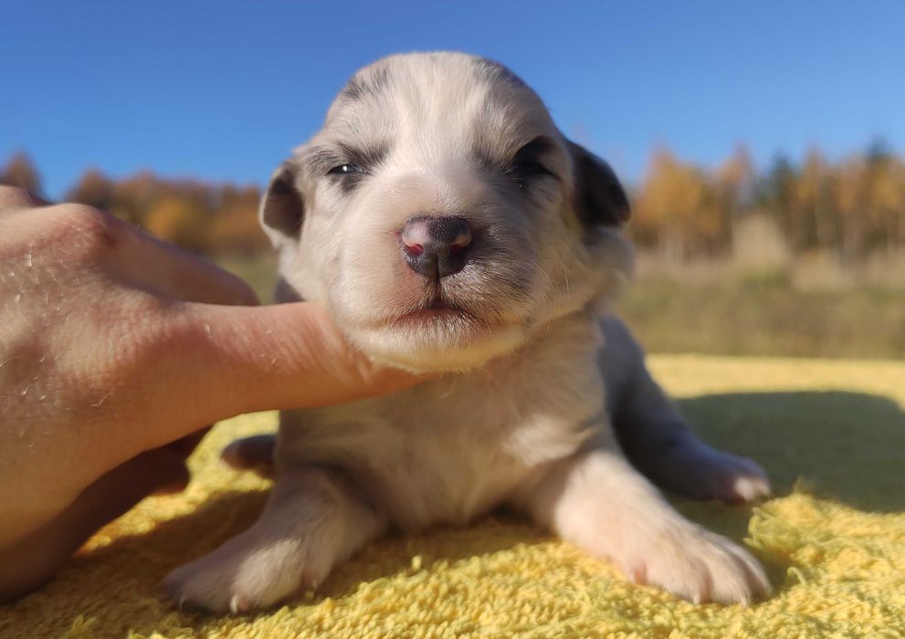 Szczenię BORDER COLLIE z Hodowli - Rasowa suczka z pełną dok.