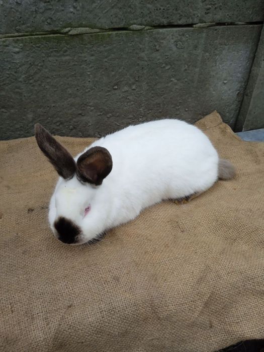 Кролики різних порід