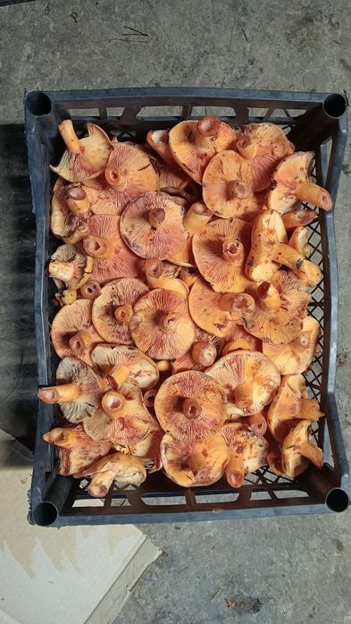 4 kg świeży rydz, większe kapelusze(2 klasa)