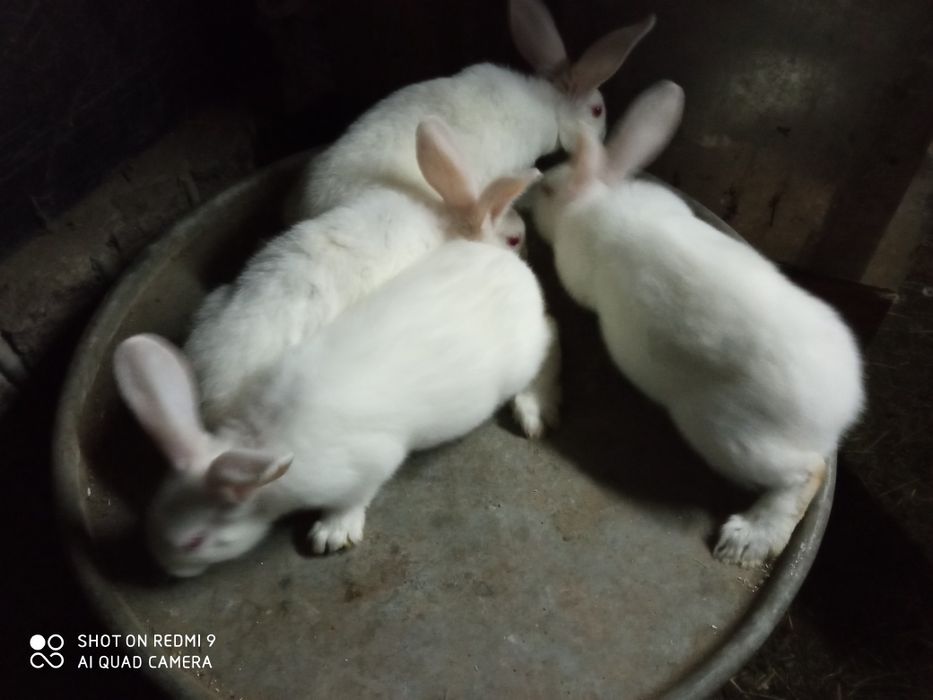 Кролики, кролі термонська біла