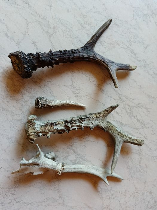 Parostki kozła sarny