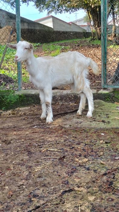 Cabra para mudar de pasto