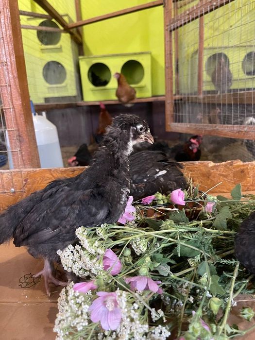 ЧМ Маран -курчата