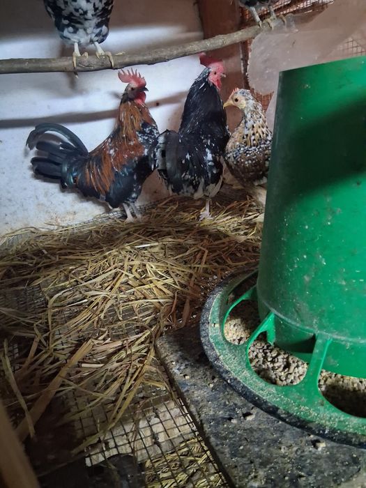 Vendesse garnizos machos