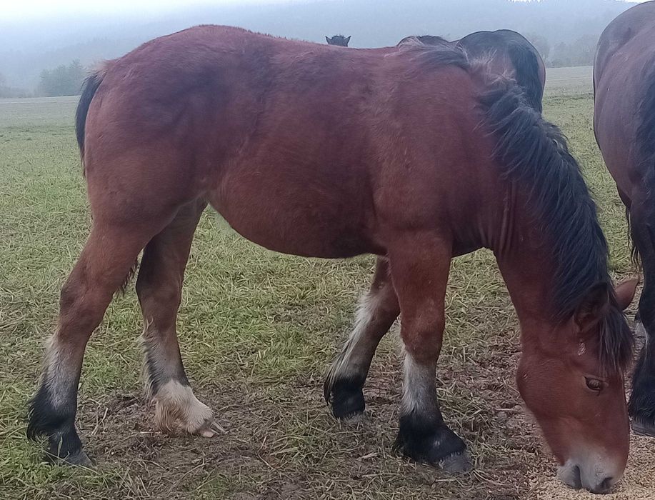 Klacz, źrebica,klaczka zimnokrwista,