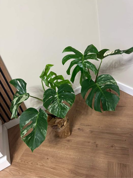 Монстера варієгатна деліціоза